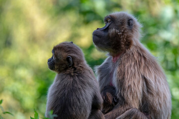 Portrait of monkey Gelada Baboons (Theropithecus gelada). Mum and baby.