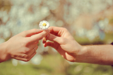 Hands of a couple, a guy gives a camomile to a girl