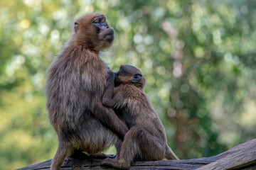 Naklejka na ściany i meble Portrait of monkey Gelada Baboons (Theropithecus gelada). Mum and baby.