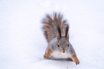 The squirrel sits on white snow. Portrait of a squirrel