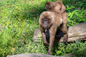 Obraz premium Portrait of monkey Gelada Baboons (Theropithecus gelada) with baby.. 