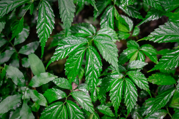 Green tree leaf (leaves), nature background and texture photo. Selective focus at once point of leaf 's part.