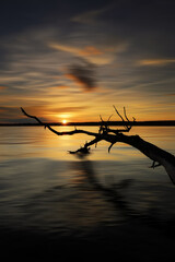 Schöner Sonnenuntergang mit Baum im Wasser