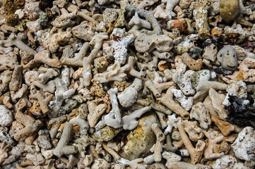 Broken coral above the tideline on a tropical beach.