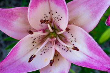 Macro of a pink Lily, close-up in the garden