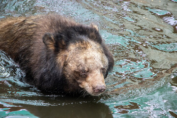 The black bear - ursus thibetanus, standing in water.