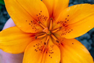 Macro Yellow orange lily isolated on white