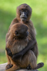 Monkey Gelada baboon (Theropithecus gelada) with its young.