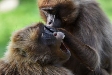 Gelada monkeys (Theropithecus gelada) during their hygiene.