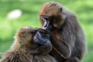 Gelada monkeys (Theropithecus gelada) during their hygiene.
