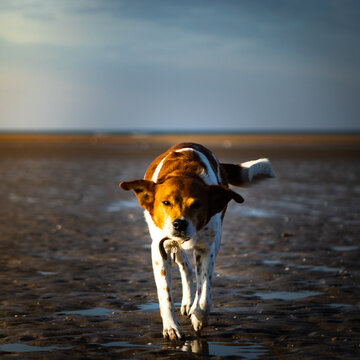 Chien sur la plage