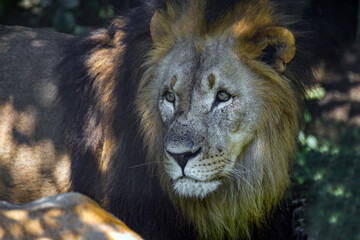 Portrait of a big male African lion ( Panthera leo )