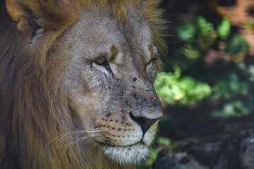 Portrait of a big male African lion ( Panthera leo )