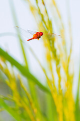 Red dragonfly flying in rice field and blurred rice in a paddy field on background.