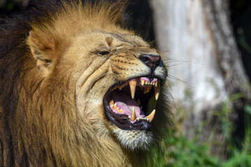 Big male African lion ( Panthera leo ) Close up of a lion s face with bare teeth 