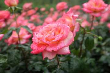 pink rose in garden after rain 
