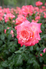 pink roses in garden 