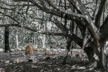 Old tree and a rock circle in the forest