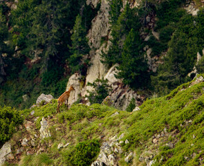 young chamois watching the cliff