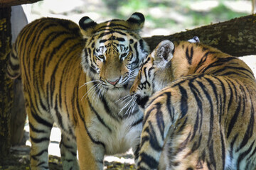 Close up of a tiger s face - Tiger Panthera tigris altaica 