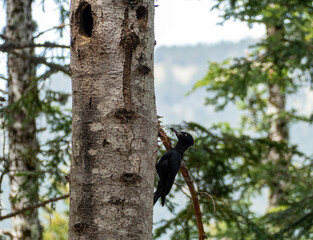 black woodpecker female feeding her chicks
