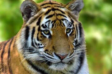 Fototapeta na wymiar Close up of a tiger s face - Tiger Panthera tigris altaica 