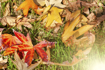 Autumn colors. Leaves on the grass