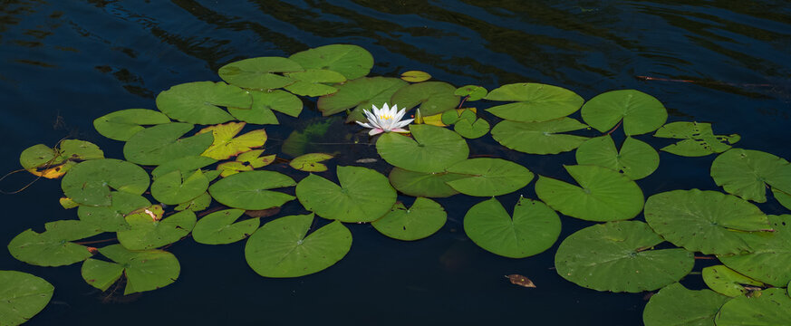 Waterlily or lotus flower blooms in a pond or river. Close-up of a nymphea Marliacea Albida in a garden pond on the water surface. Nymphaea odorata Alba.