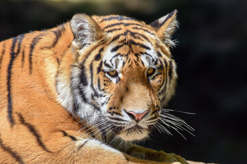 Fototapeta na wymiar Close up of a tiger s face - Tiger Panthera tigris altaica 