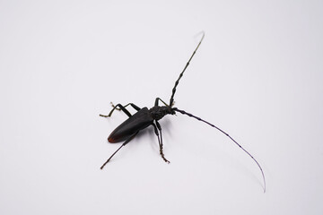 cerambyx cerdo beetle, isolated on white background