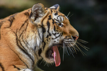 Close up of a tiger s face with bare teeth Tiger Panthera tigris altaica 