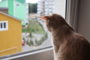 Red cat looks at  out window