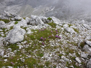 Alpine flora