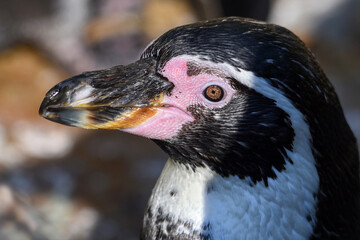 Portrait of a Humboldt penguin (Spheniscus humboldti) © mirecca