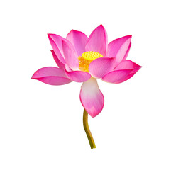 lotus flower on white background