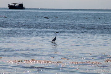 bird in the sea