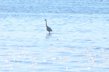 great blue heron