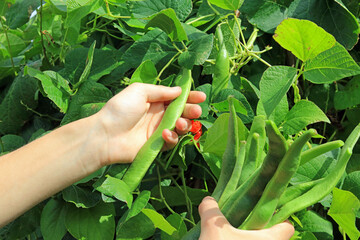 hand picking runner beans growing in a vegetable garden.