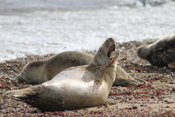 sea lion on the beach