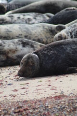 Sea seal