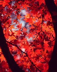 Japanese maple trees (acers) of red and yellows colours during their autumn display, Surrey, UK