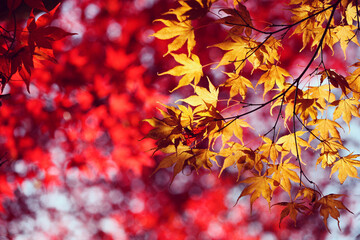 Japanese maple trees (acers) of red and yellows colours during their autumn display, Surrey, UK