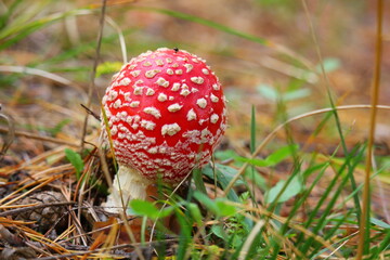 little red fly agaric in the forest