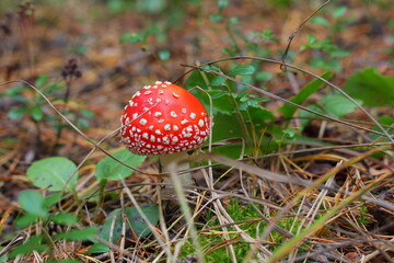 little red fly agaric in the forest