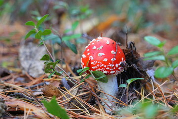 little red fly agaric in the forest