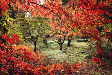 Japanese maple trees (acers) of red and yellows colours during their autumn display, Surrey, UK