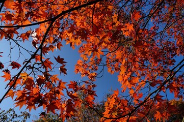 Japanese maple leaves of red and yellows colours during their autumn display, Surrey, UK