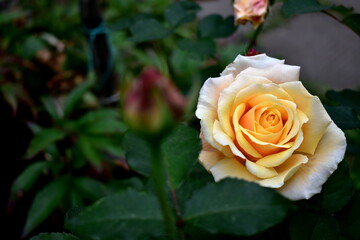 yellow rose in the garden