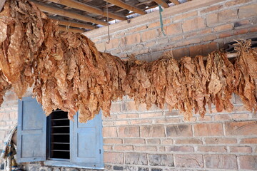 The dried tobacco leaves are lined up, with a brick wall background