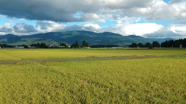 秋の田園風景　青空　空撮